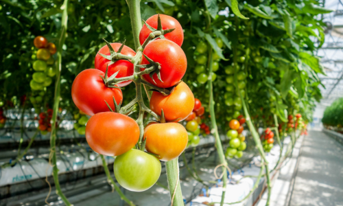 Precision sensing meets autonomous control, a full suite approach for AI-driven greenhouse operations