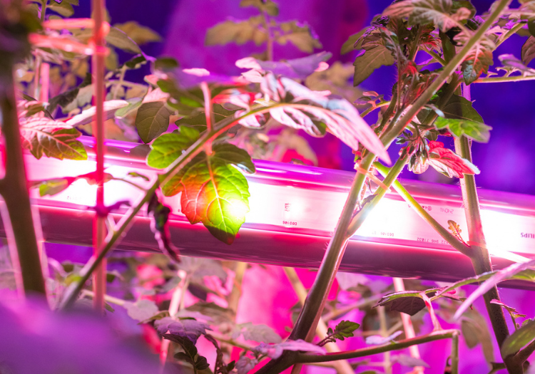 Plant feedback for lighting control