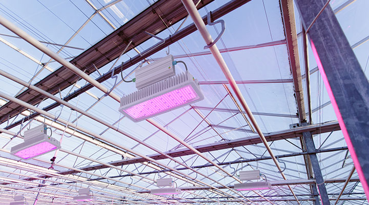 Led lighting in greenhouse to grow successfully