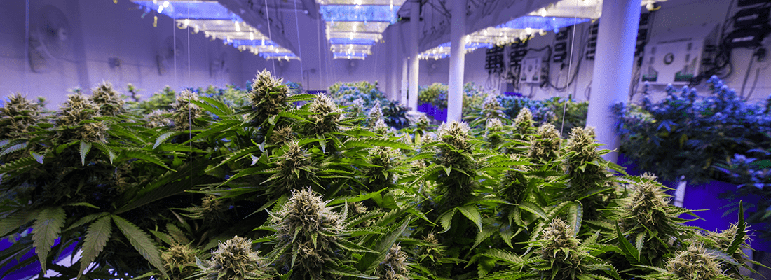 Illuminating your Cannabis Vertical farm