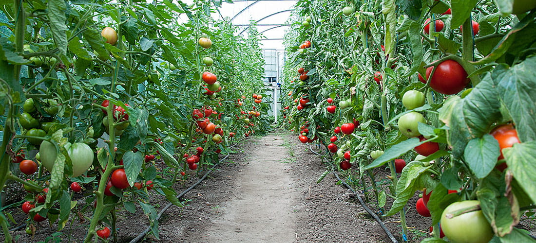 russias-dependence-on-greenhouse-vegetables-from-the-eu-has-an-expiration-date
