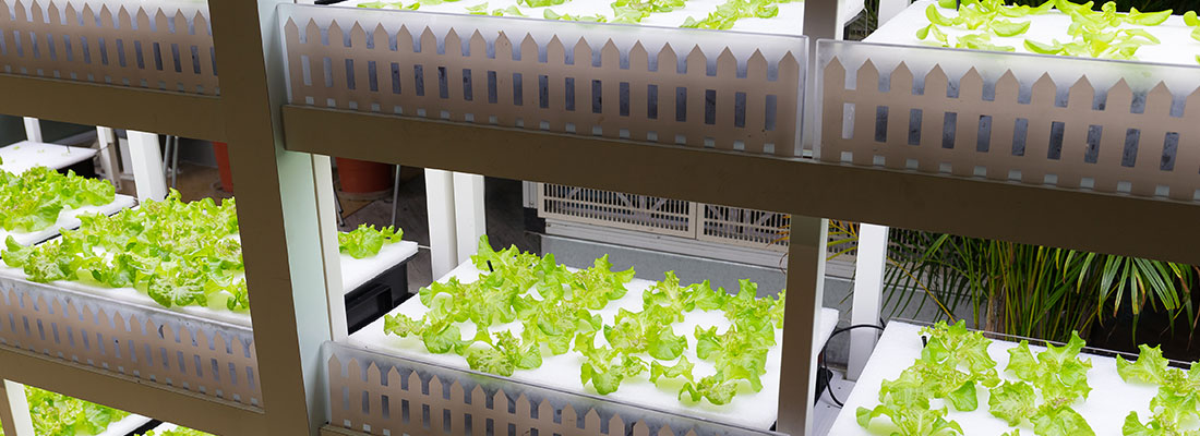H2hydroponics to implement hydroponic growth with green greenland