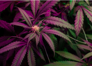 Neue Kulturpflanzen: Vanille, Kurkuma, Schwarzer Pfeffer, medizinisches Cannabis
